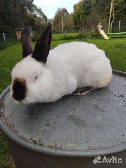 Кролик калифорнийский
