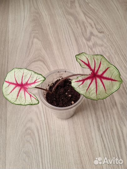 Каладиум Fiesta