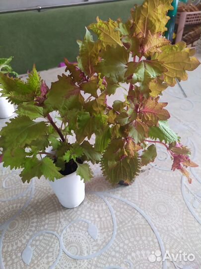 Колеусы сортовые