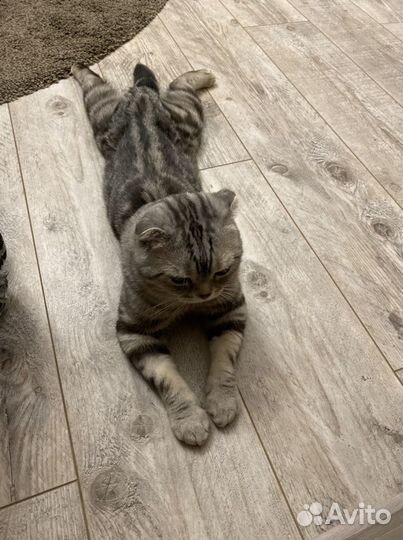 Шотландский полосатый вислоухий кот