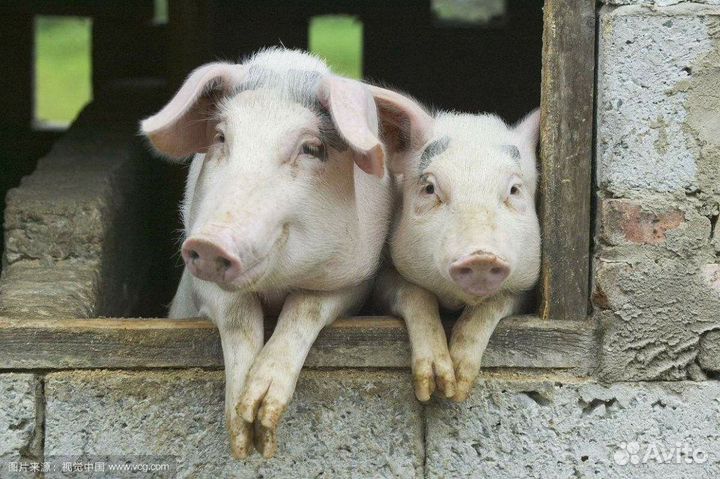 Продукты на корм с\х животным