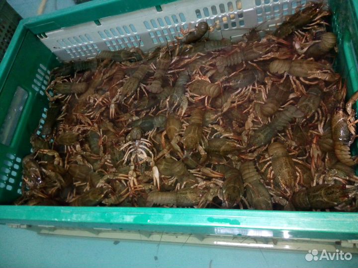 Раки живые