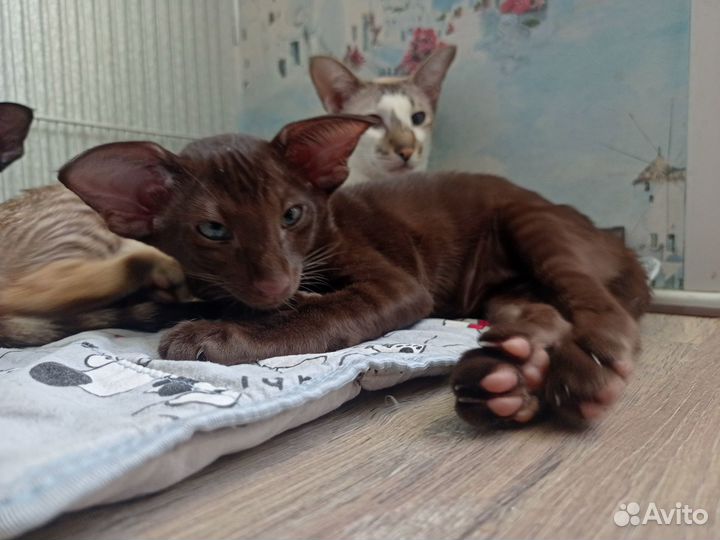 Кот ориентал