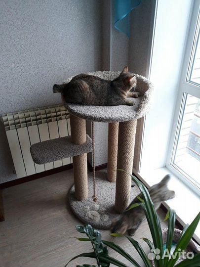 Когтеточка трон