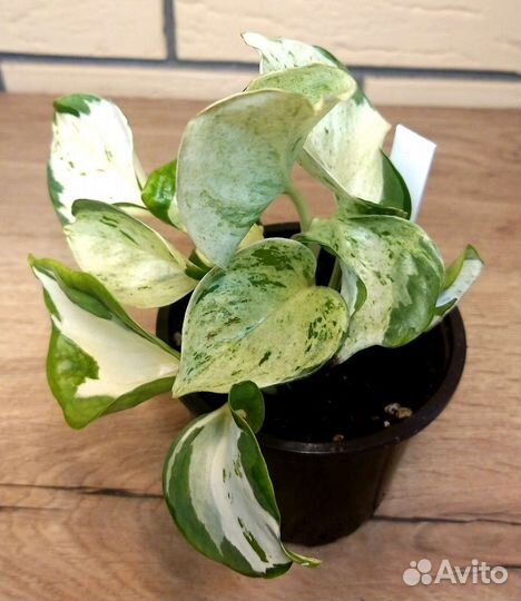Эпипремнум Happy Leaf (Хеппи лиф)