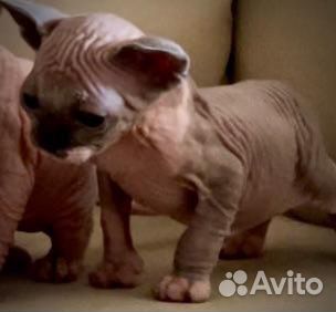 Канадский сфинкс