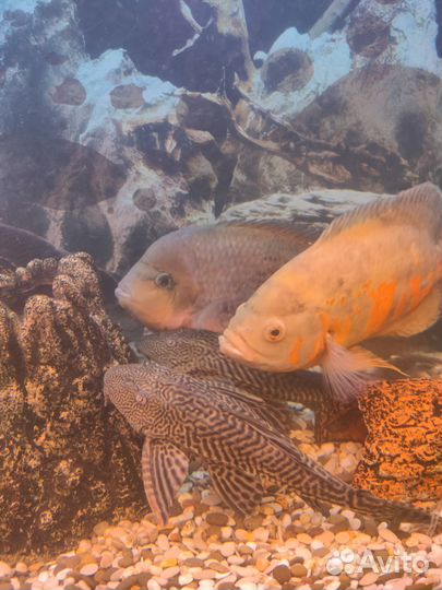 Аквариумные рыбки