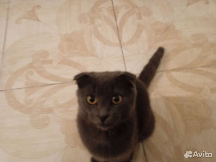 Гектор пектор золотой инжектер