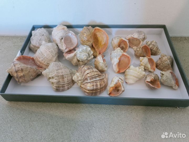 Морские ракушки
