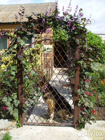 Рассада Долихоса 