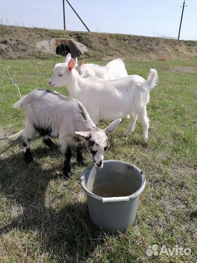 Коза дойная