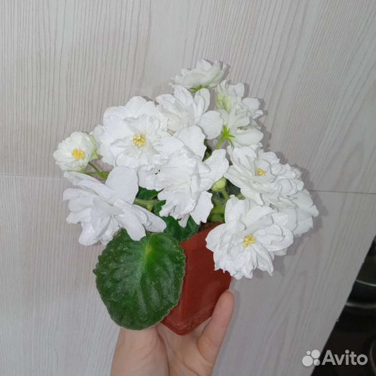 Фиалка сортовая(Germany)