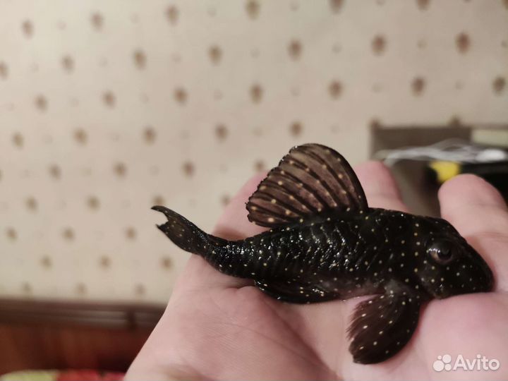 Номерные сомы L