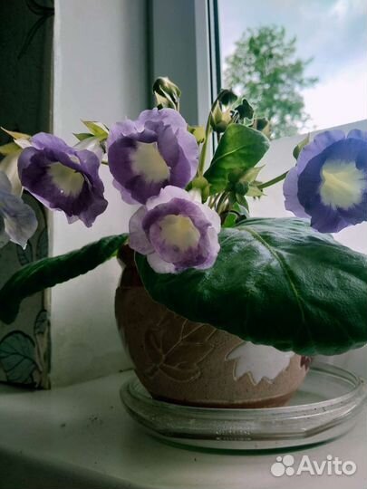 Глоксинии сортовые