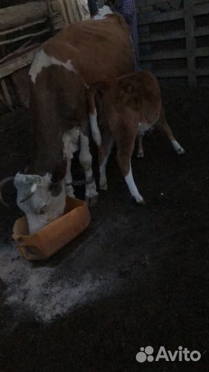 Корова с теленком