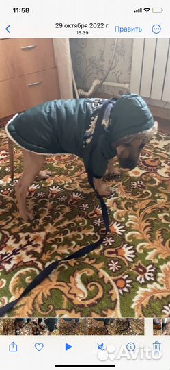 Куртки на амстафа