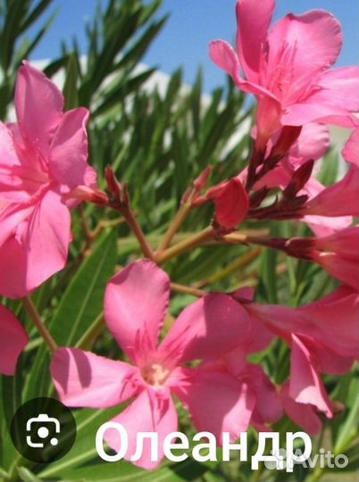 Многолетники