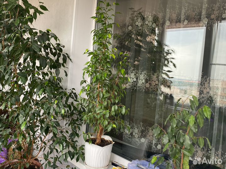 Фикус бенджамина