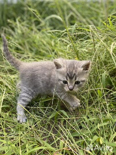 Шотландские котята,ждут свою новую семью