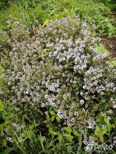 Чабрец, пряные травы, многолетники