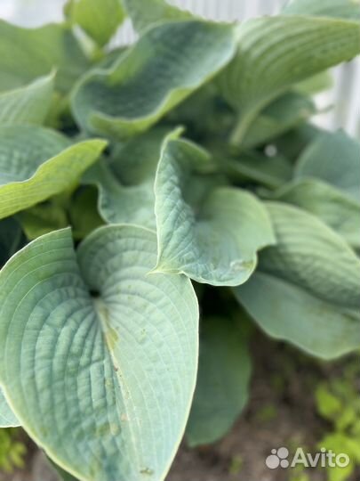 Хосты, многолетники