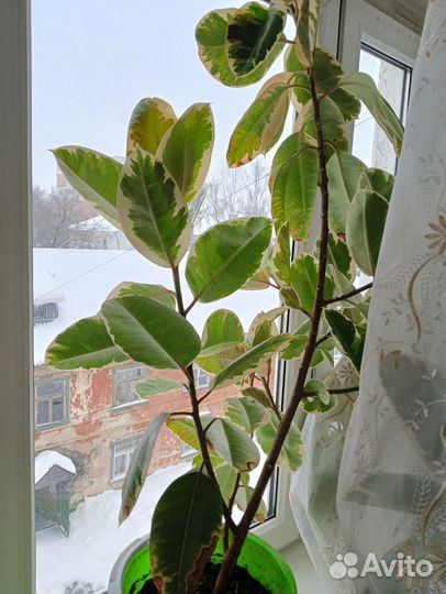 Фикус эластика Тинеке