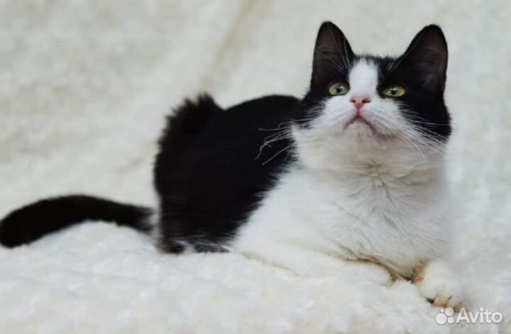 Милая игрунья кошечка зося ищет любящий дом