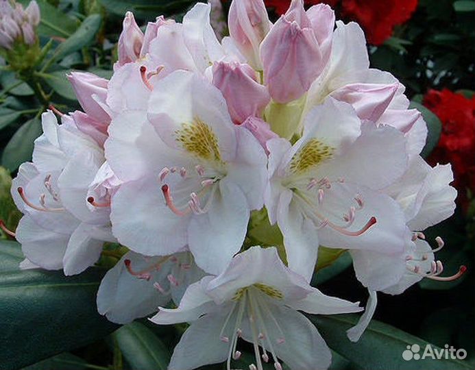 Рододендрон Альбум (катевбинский) Alba