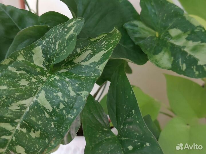 Сингониум Панда, Сплеш, Ред Хард