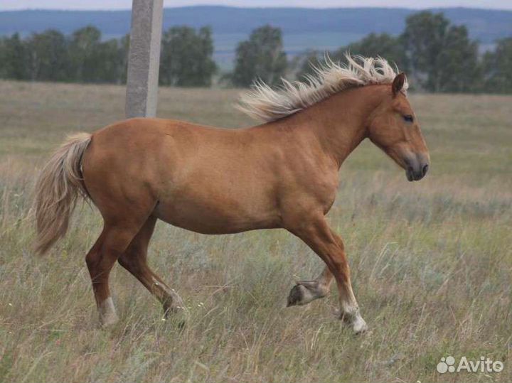 Тяжеловозные кобылки