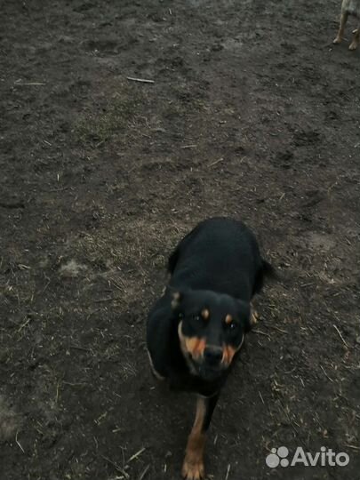 Австралийский келпи