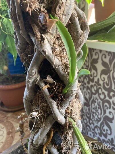 Фикус Бенджамина