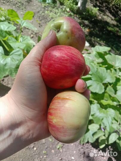 Продам яблоки
