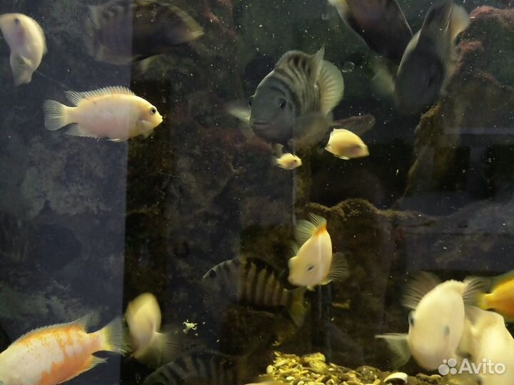 Аквариумные рыбки цихлиды