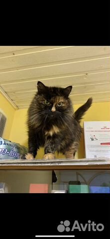 Кошечка без шансов