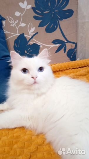 Кошка в добрые руки