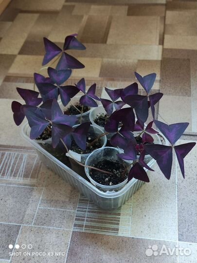 Кислица зелёная, фиолетовая