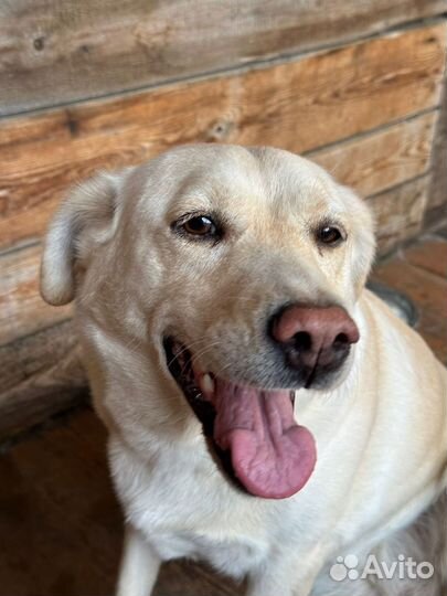 Отдам в добрые руки лабрадора