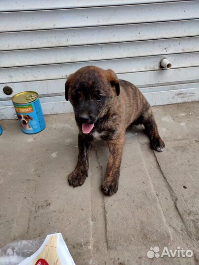 Щенки хаски метис