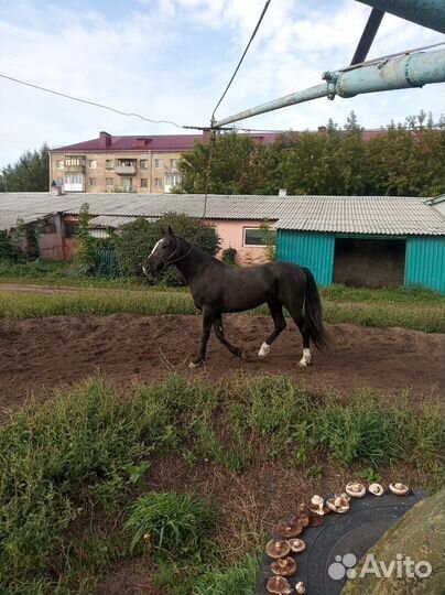 Жеребец орловский рысак