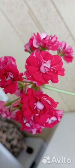 Пеларгония герань