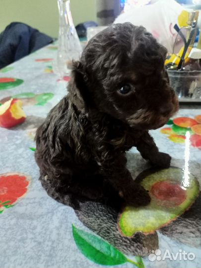 Малыш той -пудель