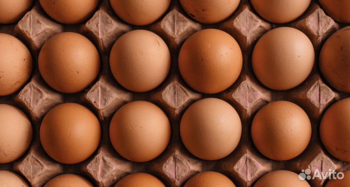 Инкубационное яйцо бройлера