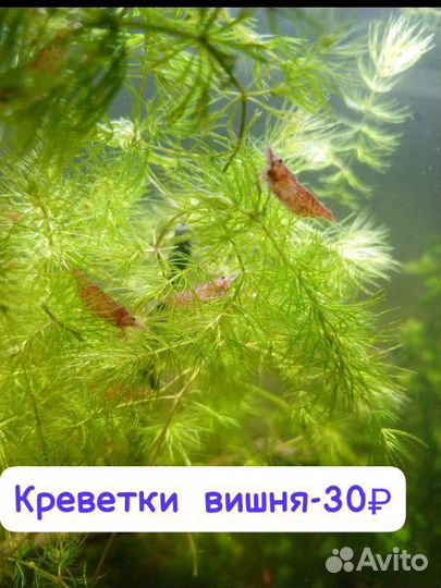 Меченосцы, улитки ампулярии