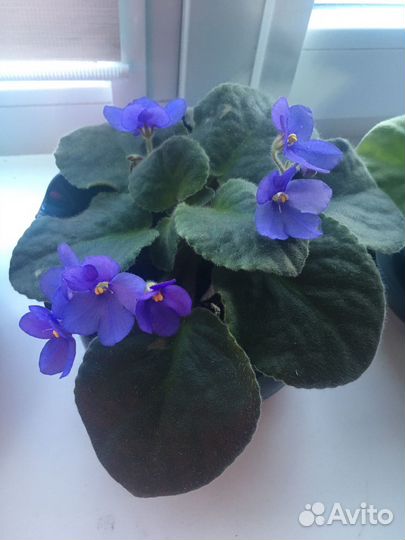 Фиалка Blue Boy