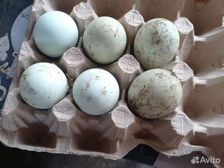 Яйца для инкубации