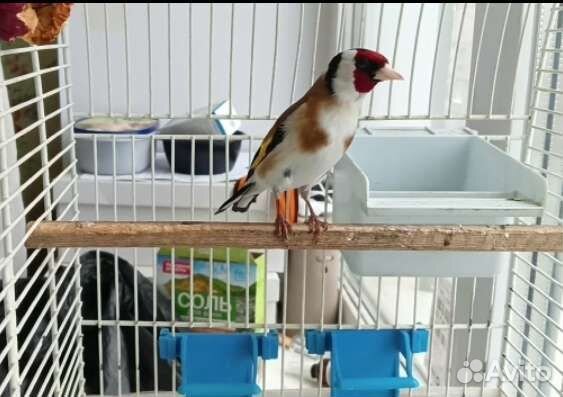 Птица щегол