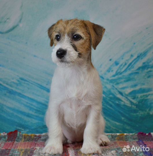 Щенок Джек Рассел терьера. Девочка