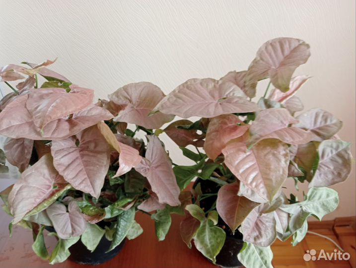 Сингониум pink neon