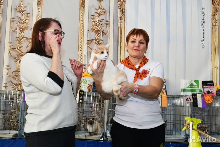 Молоденький домашний котик в добрые руки